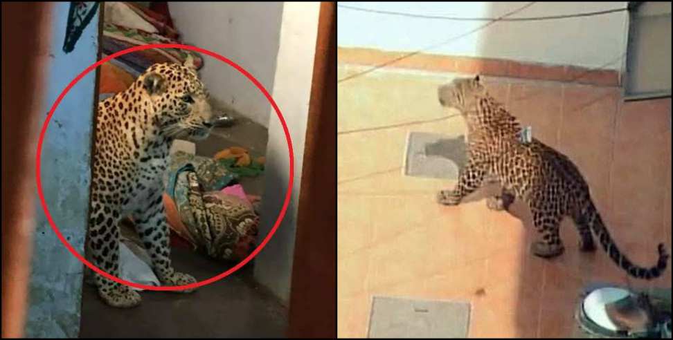 Udham singh nagar news: Udham singh nagar leopard news