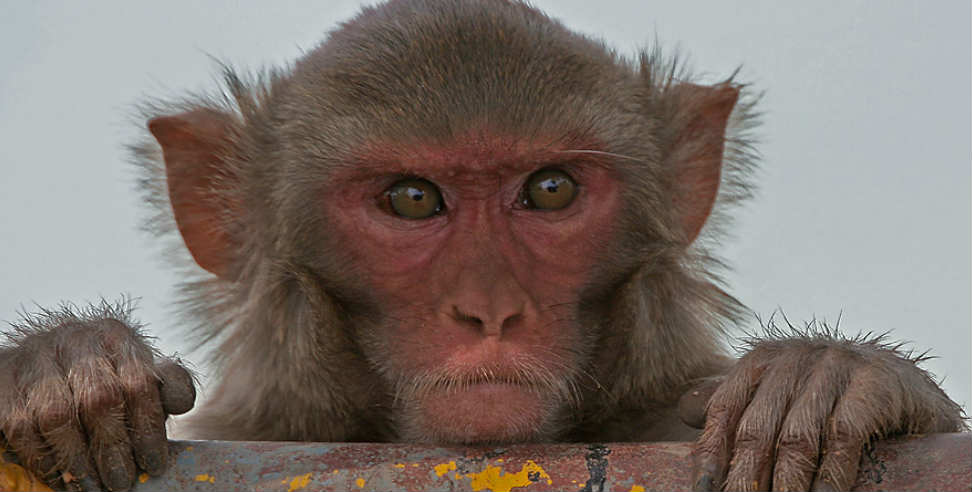 उत्तराखंड न्यूज: monkey took seven thousand rupee in rishikesh