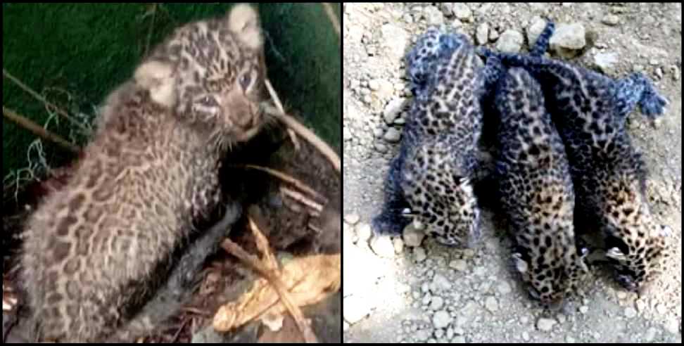 Nainital News: three cubs of leopard cubs found in ramnagar nainital