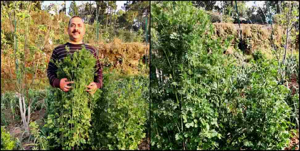 Almora news: almora gopal dutt coriander crop limca book of record