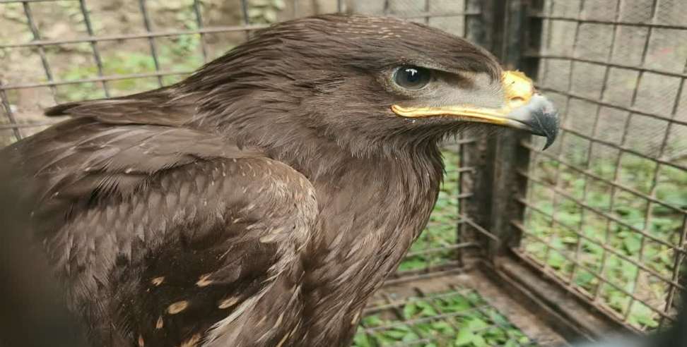 Dehradun Wildlife Smuggling: Dehradun Wildlife Smuggling Cases Raise Concern