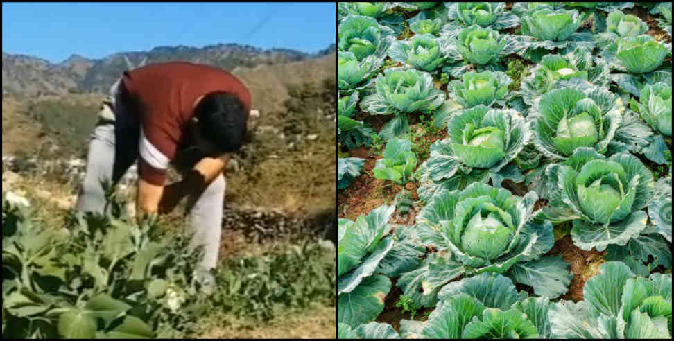 Farming in pauri: Attempts to populate uninhabited villages through farming in pauri