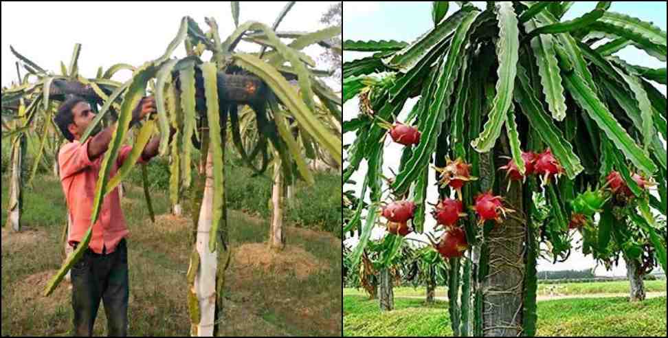 haldwani krishna singh latwal dragon fruit: Haldwani Krishna Singh Latwal Dragon Fruit Farming