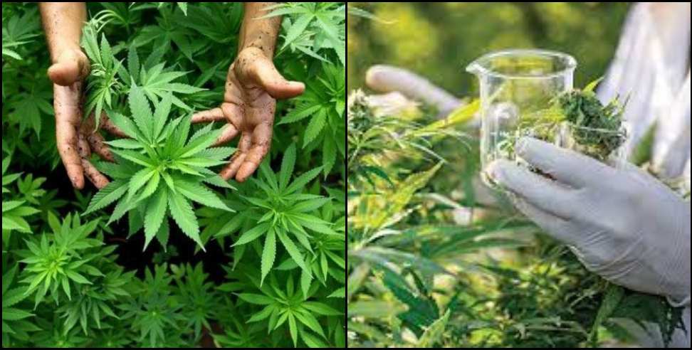 hemp cultivation: Cannabis cultivation in Bageshwar