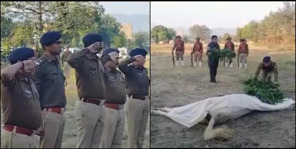 raja horse uttarakhand police: uttarakhand police horse raja died