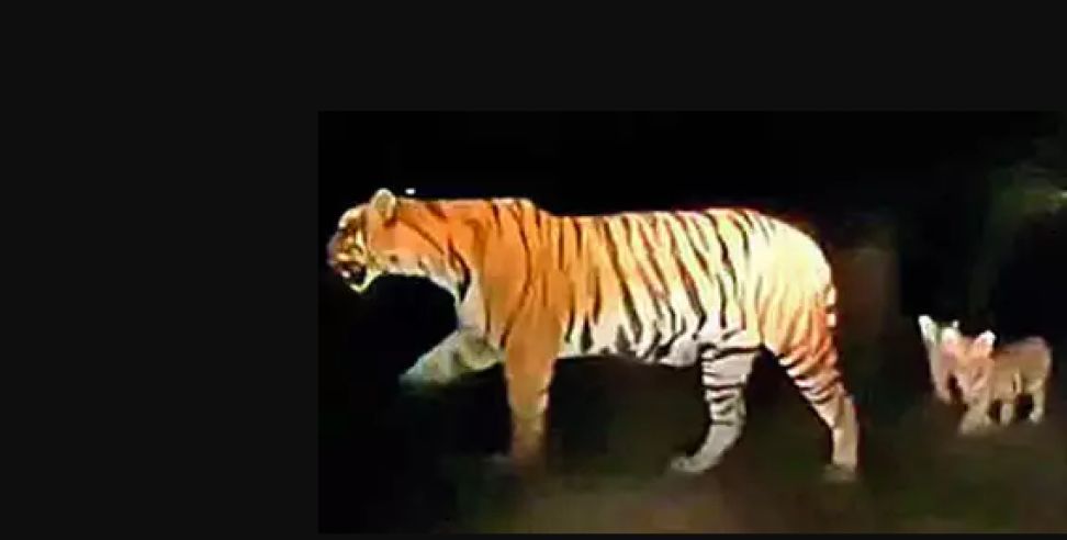 rudrapur tigress video: tigress and two cubs seen in the CCTV camera in Rudrapur