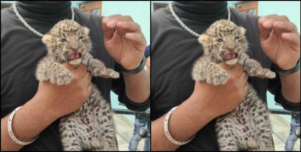 Udham Singh Nagar News: Leopard cub found in Udham Singh Nagar