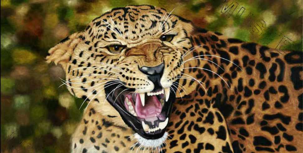 5 leopard within 10 km radius in Nainital