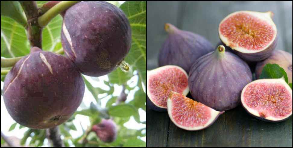 uttarakhand bedu fruit benefit : benefits of eating bedu fruit of uttarakhand