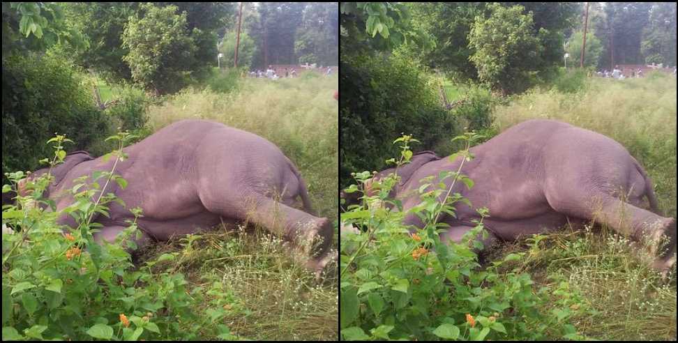 Lansdowne Forest Division Elephant Elephant Death in Lansdowne Forest Division: Elephant death in Lansdowne Forest Division