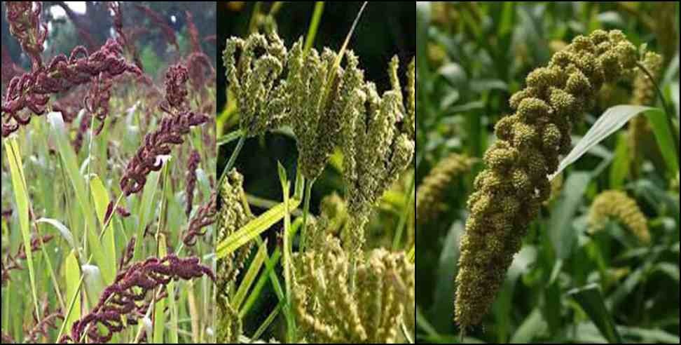 Benefit of Koda Jhangora: Mountain grains to keep the body healthy in winter