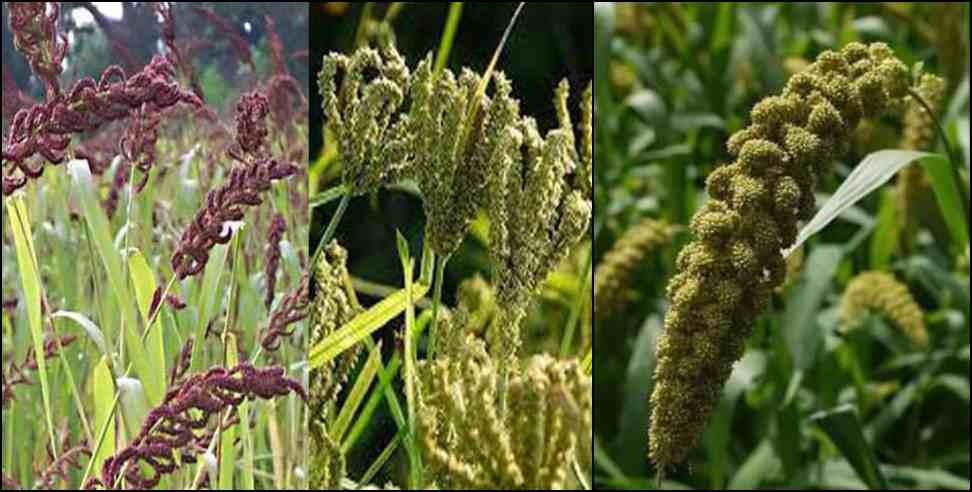 Mountain grains to keep the body healthy in winter