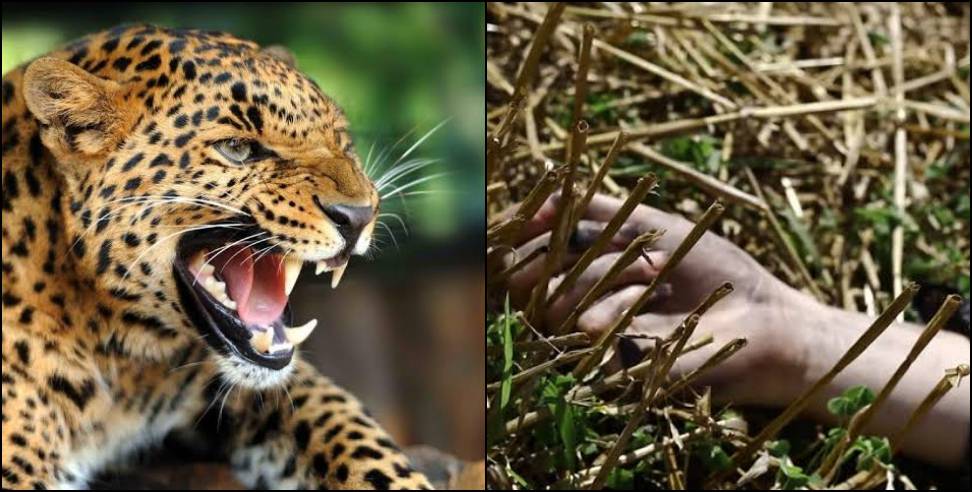 Pithoragarh leopard attack on women: Pithoragarh leopard attack on women