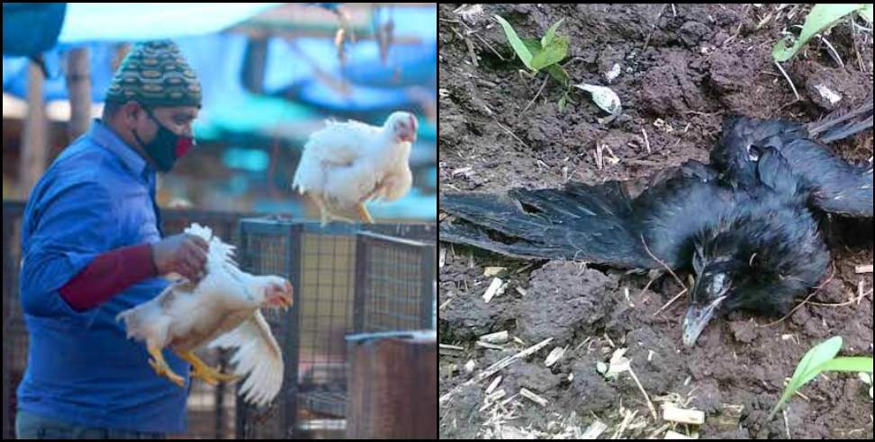 Bird Flu Uttarakhand: Risk of bird flu in Uttarakhand