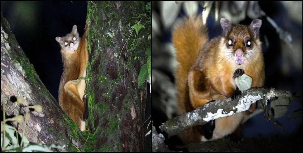 Lansdowne News: Flying squirrel seen in Lansdowne