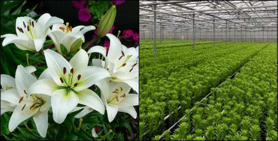 Chamoli Lilium Cultivation: Cultivation of lilium flowers in Chamoli district