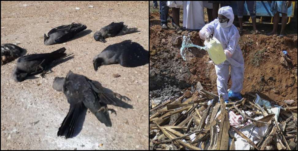 Bird Flu Uttarakhand: Dead birds found in Srinagar Kotdwar Kirtinagar
