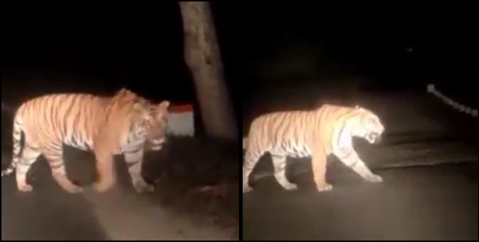 pauri garhwal tiger video : Video of tiger in Nainidanda of Pauri Garhwal