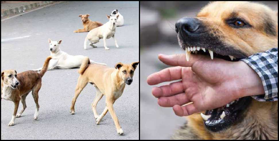 Dog flock attacked 7 year old child