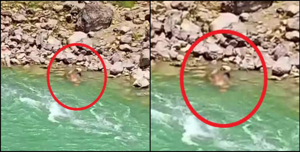 Pithoragarh News: Dead body seen in Pithoragarh river