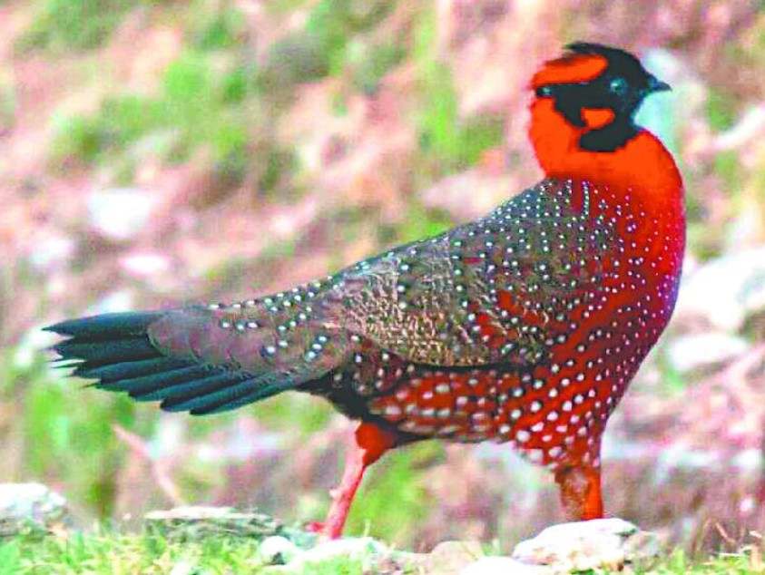 Rare Satyr Tragopan