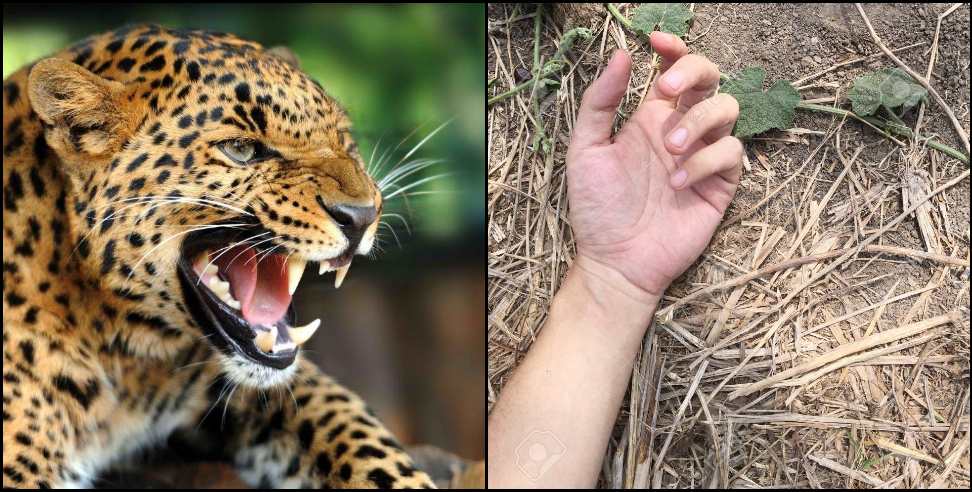Khatima Diksha Leopard: Leopard attack on Diksha of Khatima