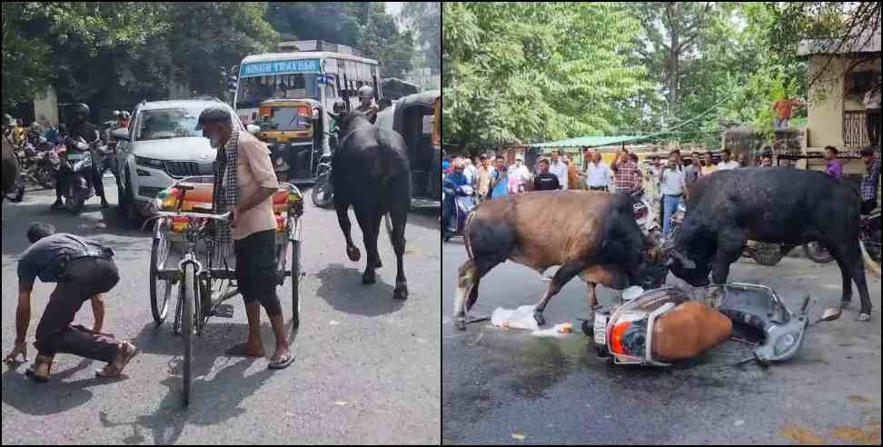 Haldwani bull fight: bull fight on highway in haldwani