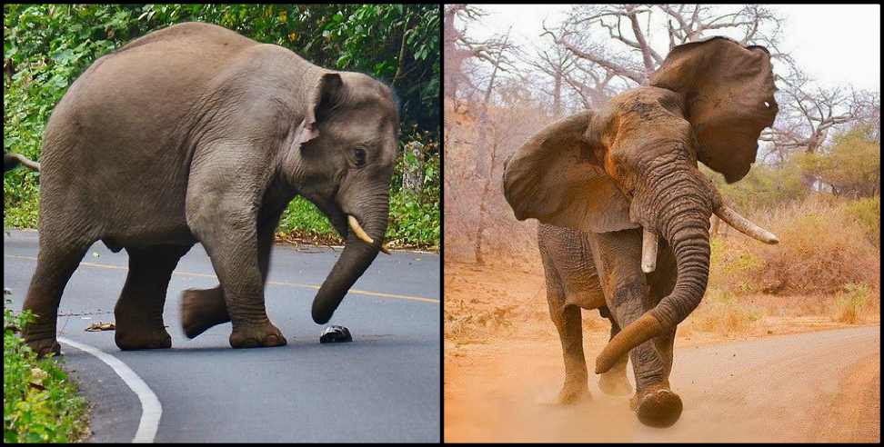 Nainital elephant: Elephant group attack on laborers in nainital