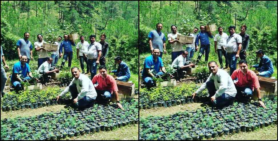 Almora News: Youth adopted forest in Almora