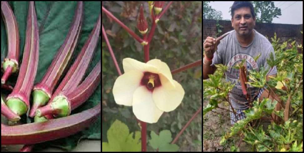 Self-employment in Sitarganj Anil deep Singh: Farmers grow red lady finger in the field in Uttarakhand