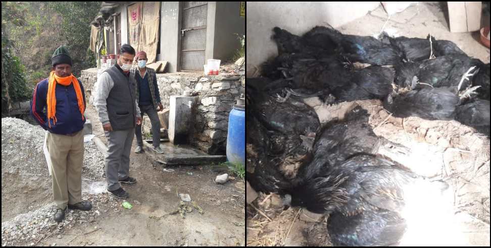 Kirti Nagar Poultry Farm: 200 chickens killed at poultry farm in Kirtinagar