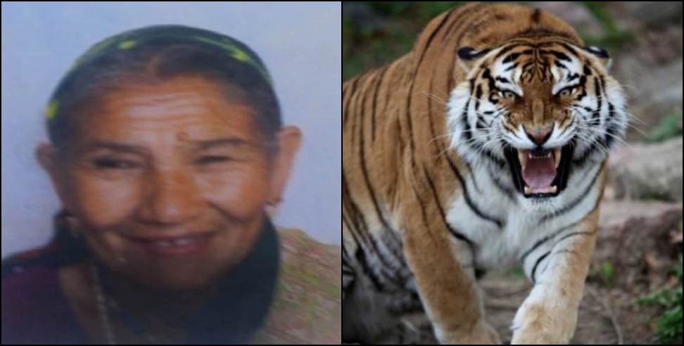 Khatima tiger attack: Elderly Woman Killed in Tiger Attack in Khatima