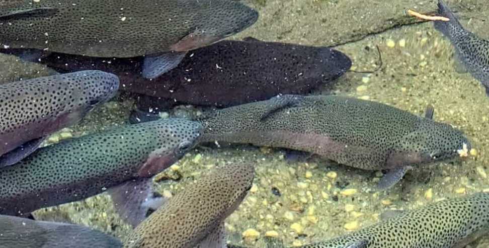Himalayan trout fish: Uttarakhand Exports Trout Fish to Nepal for the First Time