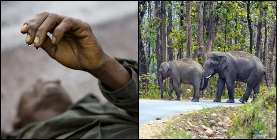 Pauri Garhwal News: Elephant killed an elderly person in Pauri Garhwal