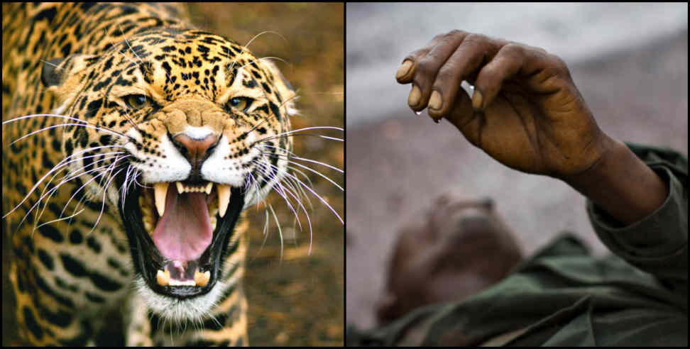 उत्तराखंड में गुलदार: Ex army man killed in leopard attack