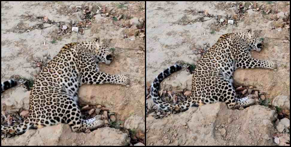 ukhimath dog leopard: Stray dogs attack Leopard in Rudraprayag Ukhimath