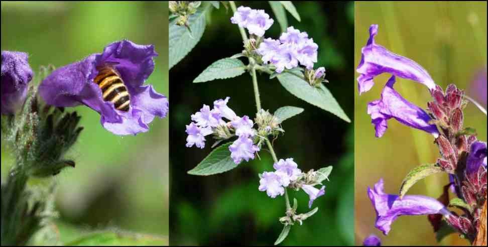 Kandali Flower: Kandali Flower Bloomed in Kumaon