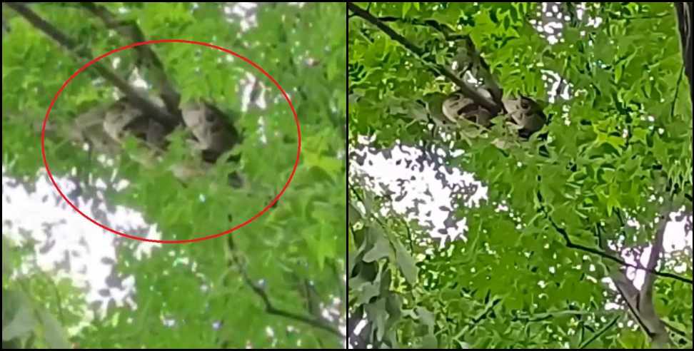 Python seen in government school in Rishikesh