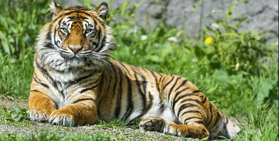 Rajaji National Park tigress: The tigress disappeared from Rajaji National Park