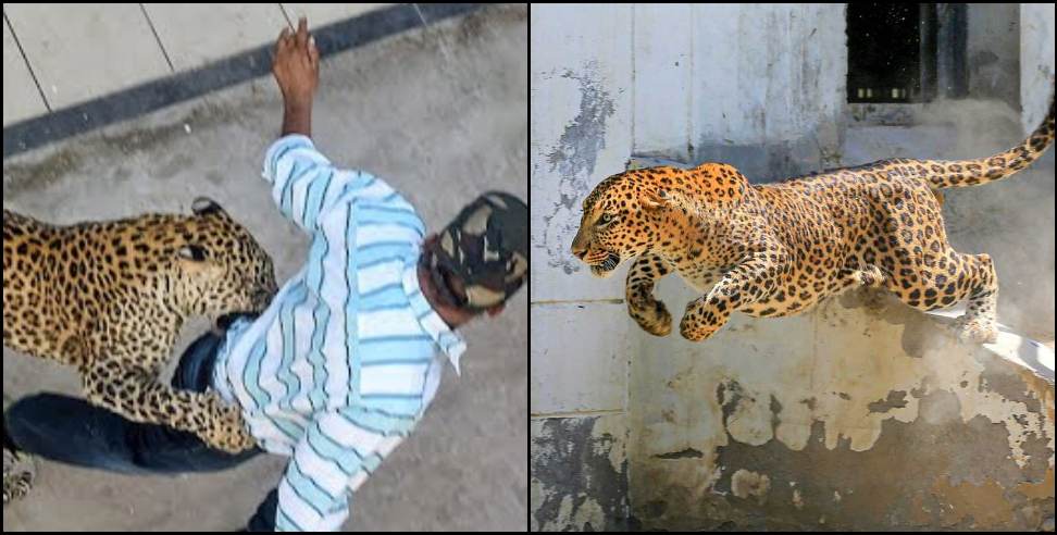 Pauri Garhwal news: Leopard attack on people driving scooty in Pauri Garhwal