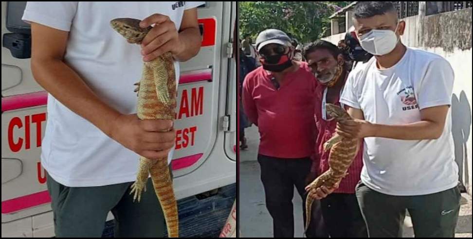 Yellow Monitor Lizard Dehradun: Yellow Monitor Lizard seen in Dehradun