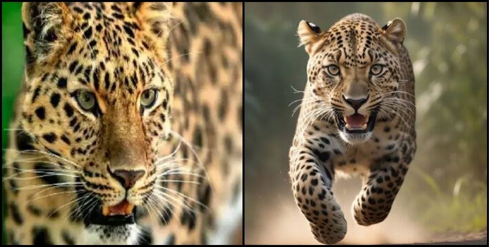 Leopard Attack Almora: The leopard pounced on the young man dragged him 200 meters away