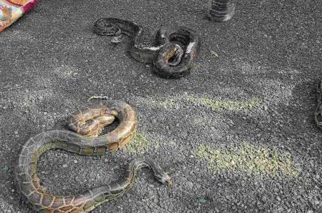 Poisonous snakes in Ramnagar