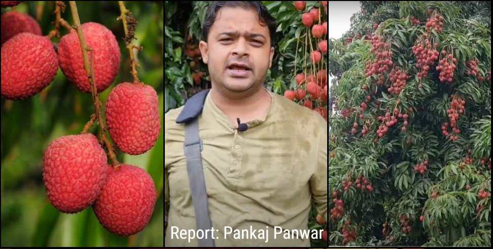 Dehradun Litchi: Litchi production is decreasing in Dehradun