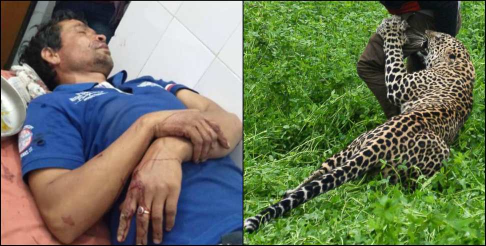 Pithoragarh News: Pithoragarh leopard attack on man