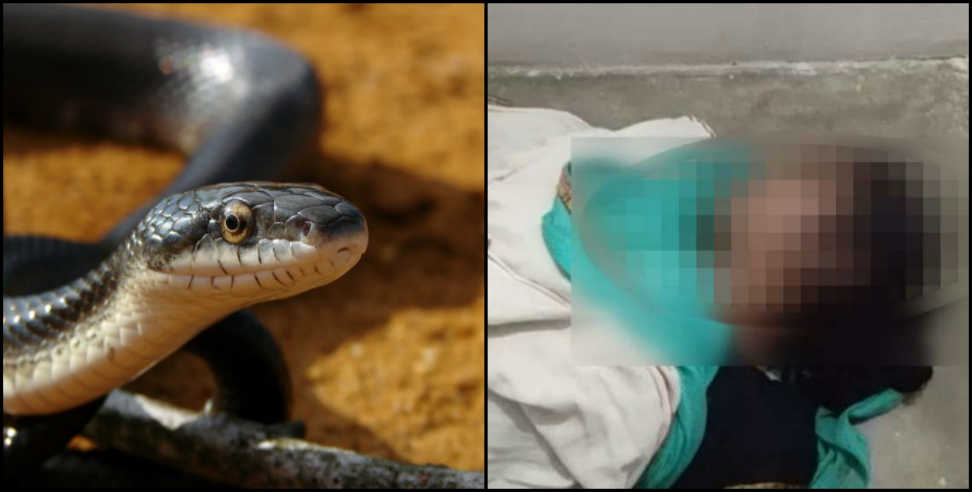 snake bite: Woman dies of snake bite in pratapnagar