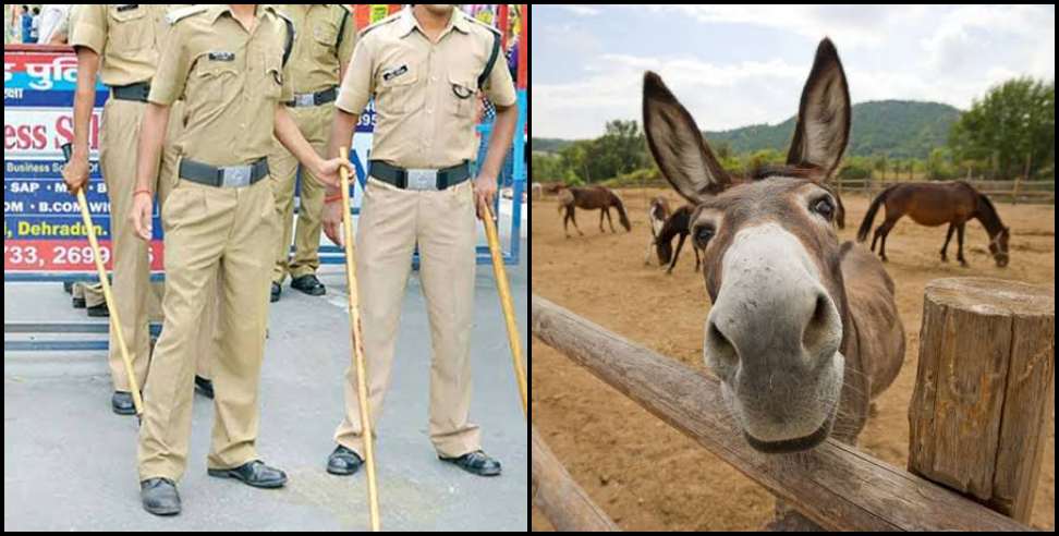 Haridwar news: Donkey theft in haridwar
