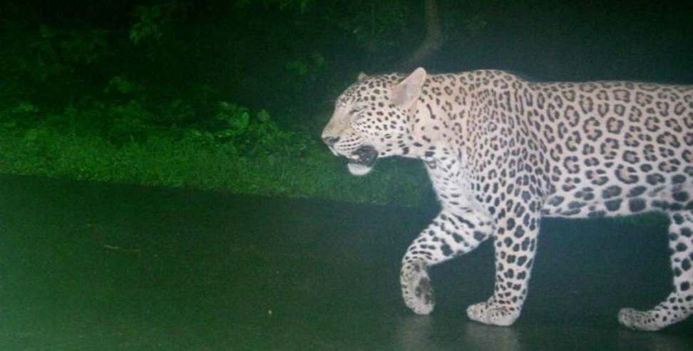 Haldwani leopard: Leopard seen near palam city haldwani