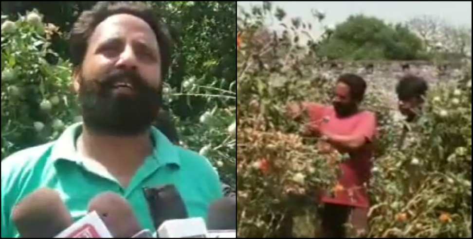 Udham Singh Nagar News: Uttarakhand farmer vikki kesar farming
