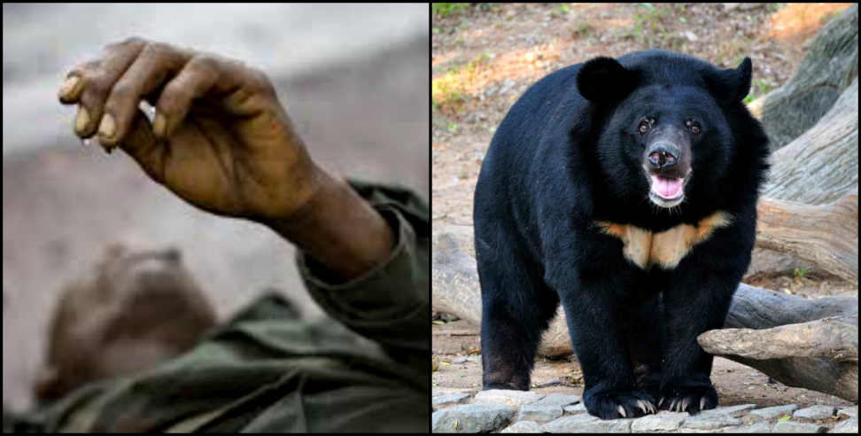 Uttarkashi News: Uttarkashi naugaon husband fight with bear for wife